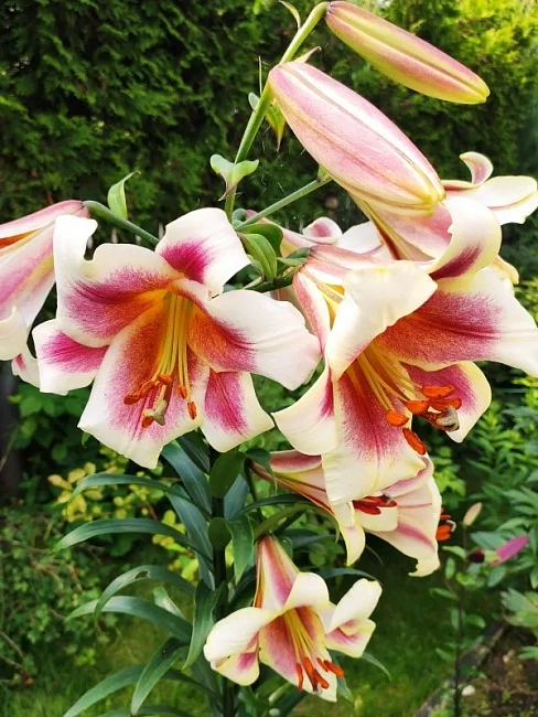 Лилия Пэшн Мун